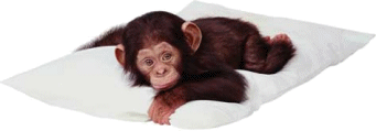 Singe...